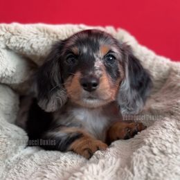 Meadow Soprano - Dapple female Dachshund puppy in Chandler, Arizona from Vonaducci Doxies, LLC.