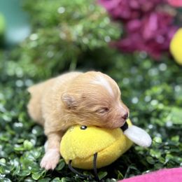 Bruno - Orange parti male Pomeranian puppy in Modesto, California from Pommiepalace