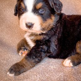 Bernedoodle, Bernese Mountain Dog, and Siberian Husky Puppies from Timberline Paws