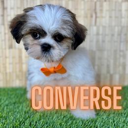 Converse - Brindle and white male Shih Tzu puppy in San Tan Valley, Arizona from My Puppy Tzu
