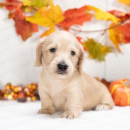 Abel - male Dachshund puppy in Lagrange, Indiana from Royal Paws