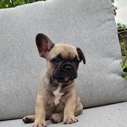 River (light blue) - Fawn male French Bulldog puppy in Montrose, Michigan from C.Lee Family Frenchies