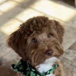 Goldendoodle All Grown Up from Scherrer Sweet Goldendoodles