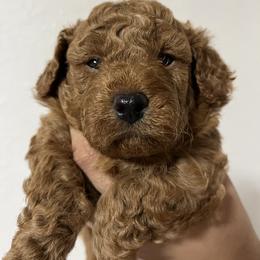 Goldendoodle and Poodle Puppies from Katy's Toy Poodles & Doodles