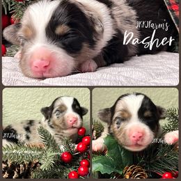 (1) Dasher, BMM - Blue merle male Miniature American Shepherd puppy in Huntington, Texas from JKKJ Farms