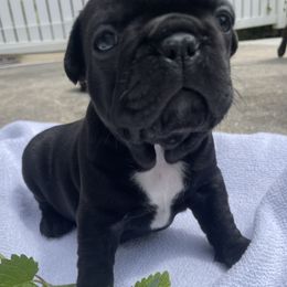 French Bulldog Puppies from Nick’s pups