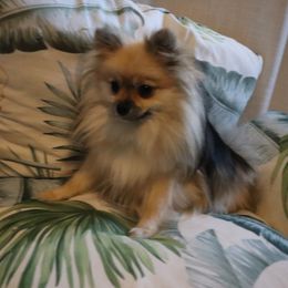 Pomeranian Puppies from Hemolele Poms