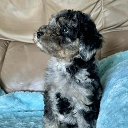 Luca - Blue merle male Aussiedoodle puppy in Winnsboro, Texas from Happy Hollow Ranch