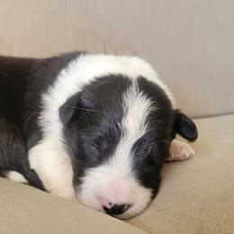 Bruiser - Black and white male Border Collie puppy in Caledonia, Michigan from Magnolia Acres