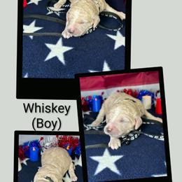 Whiskey - Apricot male Goldendoodle puppy in Water Valley, Mississippi from Olympian Doodles