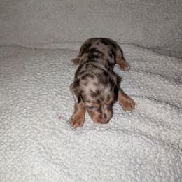 Ginger - Dapple female Dachshund puppy in Maynardville, Tennessee from J&M Southern Dachshunds