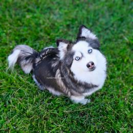 Fern - Pomsky