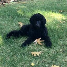 Poodle Puppies from Cabernet Standard Poodles