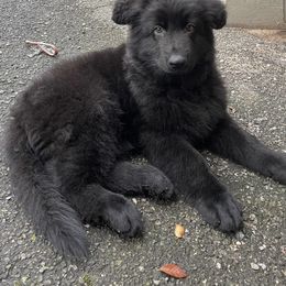 Blue collar - Black male German Shepherd puppy in Allentown, Pennsylvania from VMH Shepherds