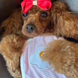 Poodle puppies from KC Recherche'