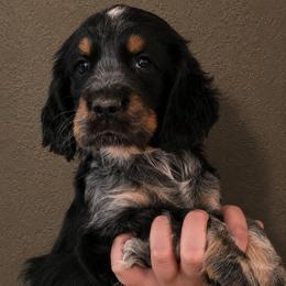 Tricks - Tri-Roan female English Springer Spaniel puppy in Fort White, Florida from Thunderbird Springers