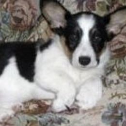 Cardigan Welsh Corgi Puppies from Mackey Cardigans