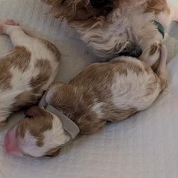 Grey - Blenheim female Cavapoo puppy in Newport, North Carolina from Crystal Coast Cavapoodles