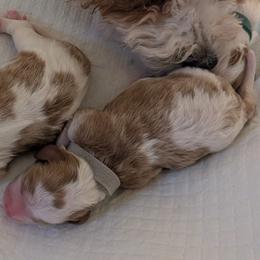 Grey - Blenheim female Cavapoo puppy in Newport, North Carolina from Crystal Coast Cavapoodles