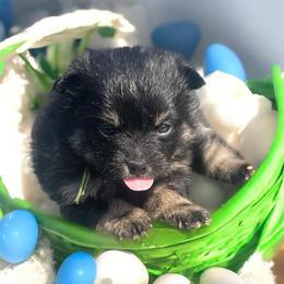 Charming - Black and tan male Pomeranian puppy in Liverpool, Pennsylvania from Miracles With Paws