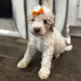 Mead - Caramel cream female Labradoodle puppy in Camden, North Carolina from Oopsie Doodles of NC