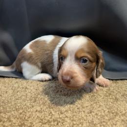 Forrest - Dapple male Dachshund puppy in Rusk, Texas from S&C Doxies