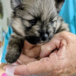 W sable - Wolf sable female Pomeranian puppy in Cocoa, Florida from Pom Coast Pomeranians
