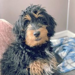 Aussiedoodle and Bernedoodle All Grown Up from Imels Doodles