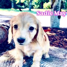 Dachshund Puppies from Northwest Dachshunds