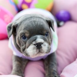 Bulldog and French Bulldog Puppies from Bully Life Farms