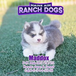 Maddox - Blue male Pomsky puppy in Humeston, Iowa from M.A.R. Dogs