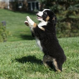 Boy 1 - male Miniature American Shepherd puppy in Holmesville, Ohio from Coffee Run Spring at Miller Farms