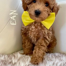 Ean - Poodle puppy from My Poodle Bears
