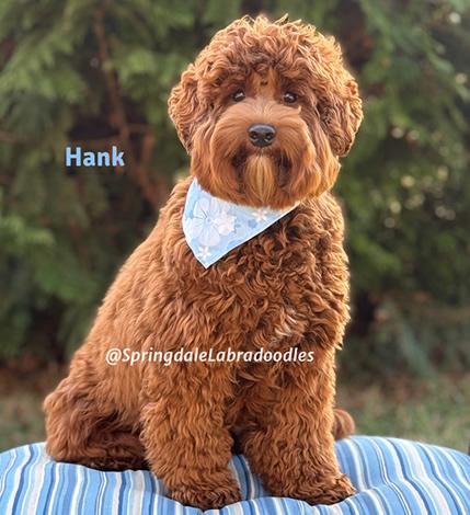 Hank