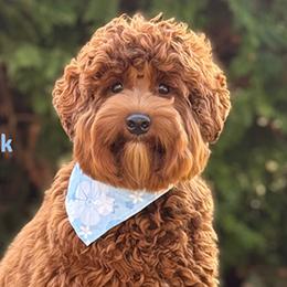 Hank - Australian Labradoodle