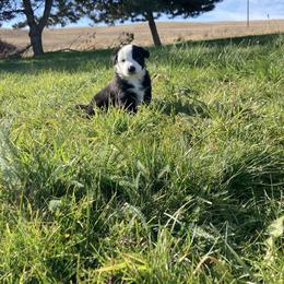 Australian Shepherd and Miniature Australian Shepherd Puppies from Seven K Ranch