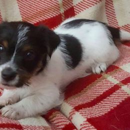 Russell Terrier Puppies from Vista Real Russells
