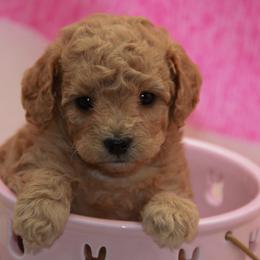 Australian Shepherd, Goldendoodle, and Poodle Puppies from 5AFarms