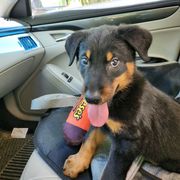 Orange cord - Black and tan male Beauceron puppy in Strafford, New Hampshire from WildGoose Beaucerons