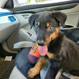 Orange cord - Black and tan male Beauceron puppy in Strafford, New Hampshire from WildGoose Beaucerons