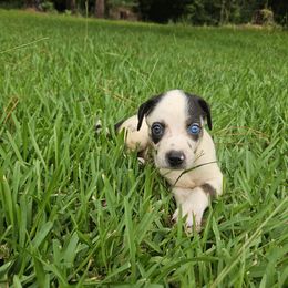 Oreo NALC - Black female Catahoula Leopard Dog puppy in Doerun, Georgia from Twig and Tail Puppies