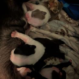 Baby girl lilac - Lilac female Boston Terrier puppy in Thomasville, North Carolina from Jamie's Boston Terrier Babies