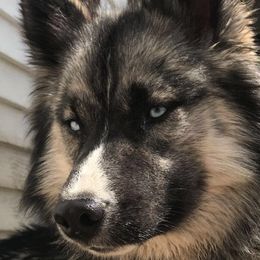 Lobo - Siberian Husky