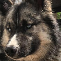 Lobo - Siberian Husky