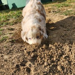 Girl 4 - Australian Shepherd puppy in Crooksville, Ohio from VanHorn Australian Shepherds