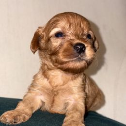 Ron - Red male Cavapoo puppy in El Sobrante, California from Mckendra's Legacy