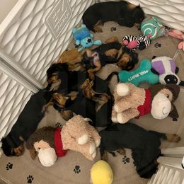 Cavalier King Charles Spaniel Puppies from Pay it Forwood