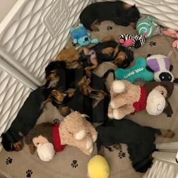 Cavalier King Charles Spaniel Puppies from Pay it Forwood