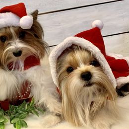 Biewer Terrier Puppies from Bouquet Biewers