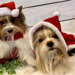 Biewer Terrier Puppies from Bouquet Biewers